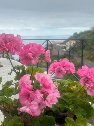 Casa Do Pico Guest House Ribeira Brava Bagian luar foto